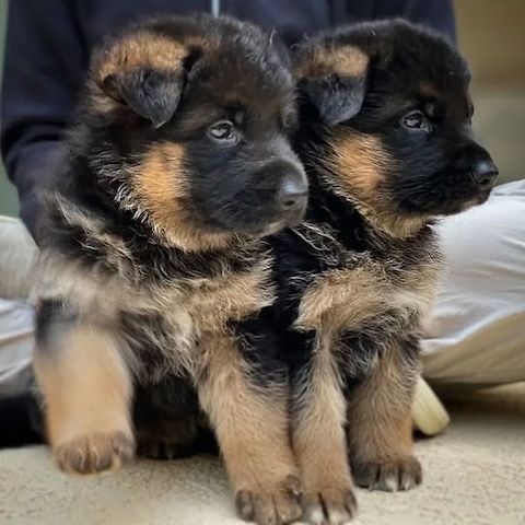 Deutsche Schäferhundwelpen