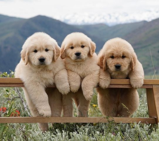 Golden Retriever Welpen! ❣️