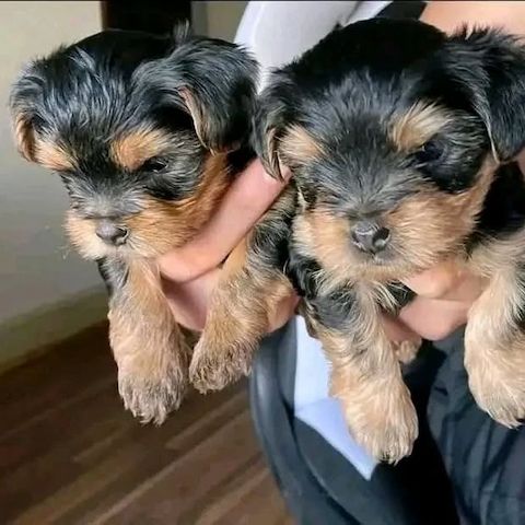 süße Teacup-Yorkie-Welpen