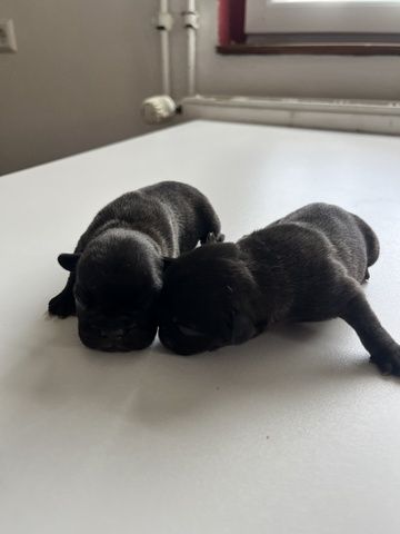 Französische Bulldoggen-Welpen – 3 Hündinnen & 2 Rüden suchen ein liebevolles Zuhause