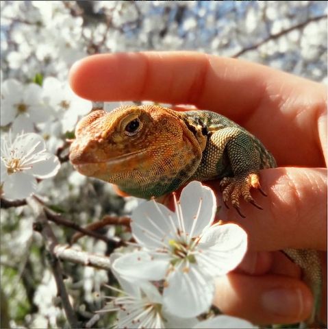 Halsbandleguan Männchen Crotaphytus Bailey 9 Jahre alt