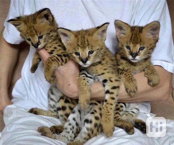 Savannah- und Caracal-Kätzchen