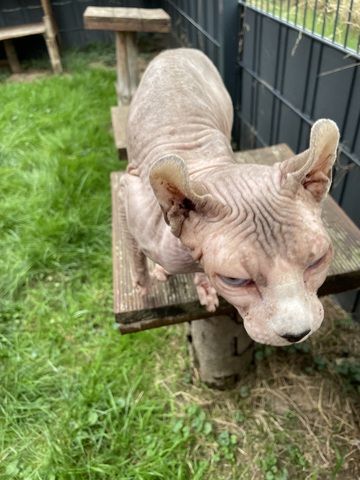 Sphinx Kater