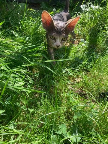 Sphinx Kater