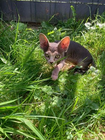 Sphinx Kater