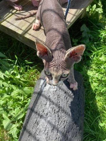 Sphinx Kater