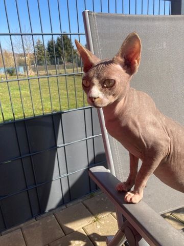 Sphinx Kater