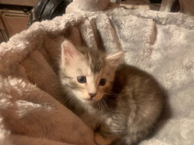 Reinrassige Main Coon Kitten