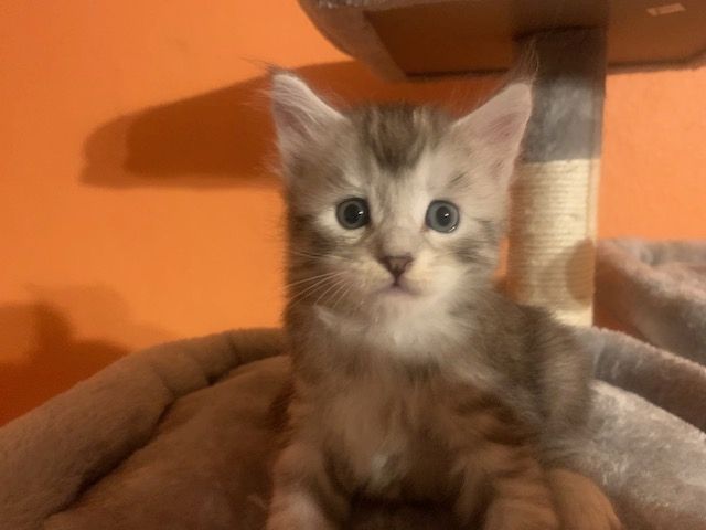 Reinrassige Main Coon Kitten