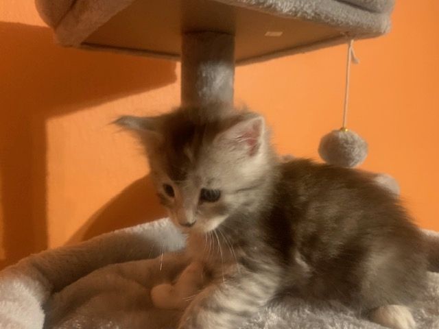 Reinrassige Main Coon Kitten