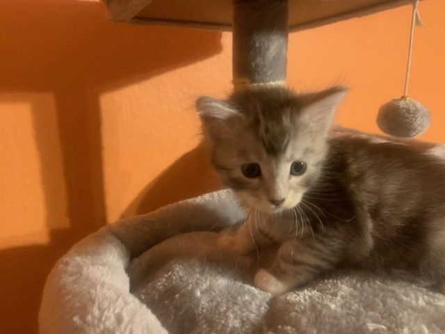 Reinrassige Main Coon Kitten
