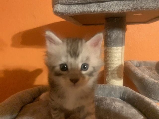 Reinrassige Main Coon Kitten