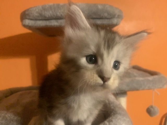 Reinrassige Main Coon Kitten