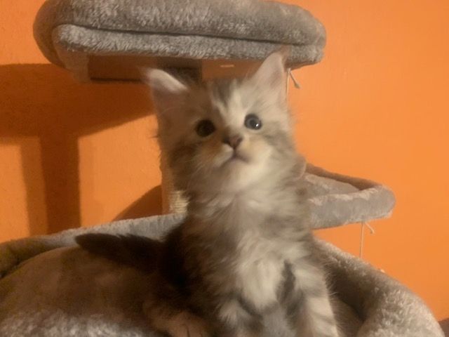 Reinrassige Main Coon Kitten