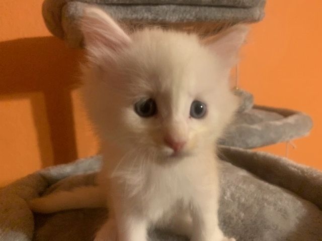 Reinrassige Main Coon Kitten