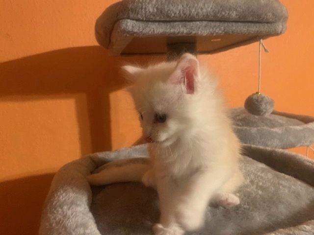 Reinrassige Main Coon Kitten