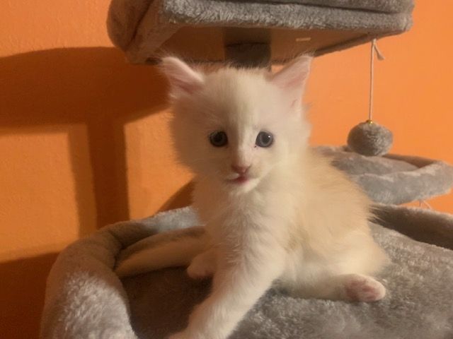 Reinrassige Main Coon Kitten