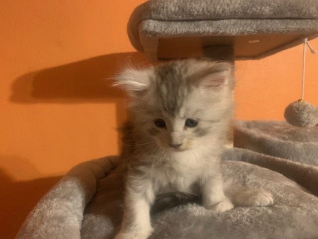 Reinrassige Main Coon Kitten