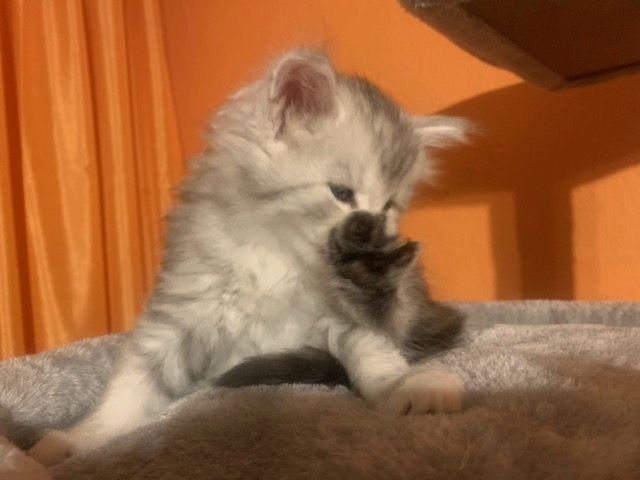 Reinrassige Main Coon Kitten