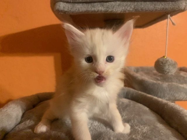 Reinrassige Main Coon Kitten
