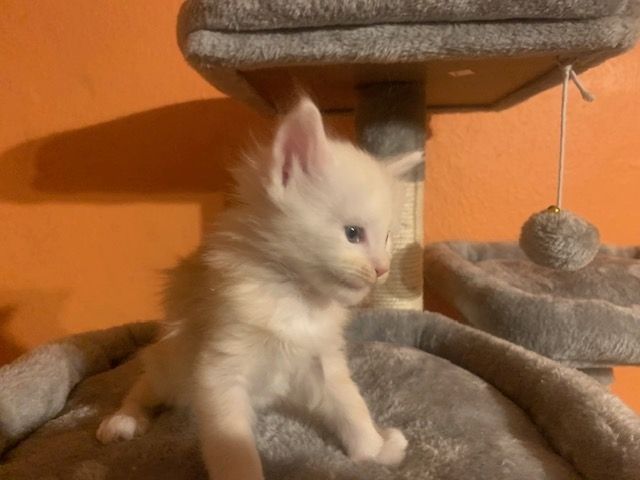 Reinrassige Main Coon Kitten