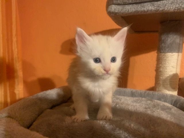 Reinrassige Main Coon Kitten