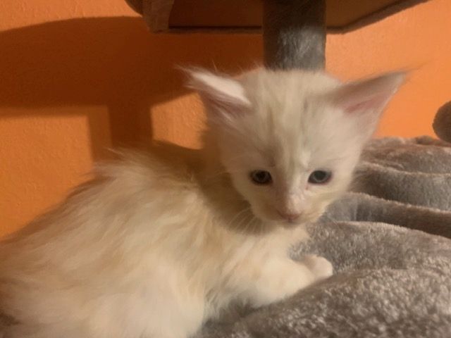 Reinrassige Main Coon Kitten