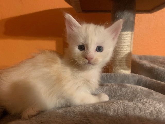 Reinrassige Main Coon Kitten