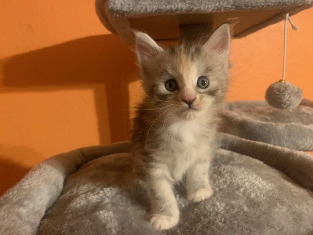 Reinrassige Main Coon Kitten