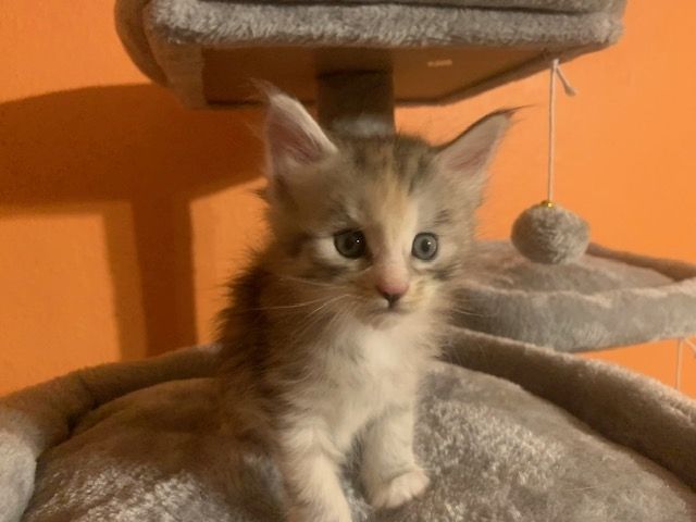 Reinrassige Main Coon Kitten