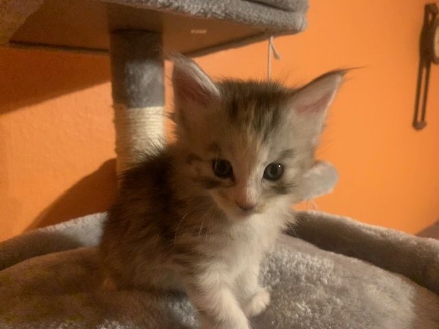 Reinrassige Main Coon Kitten