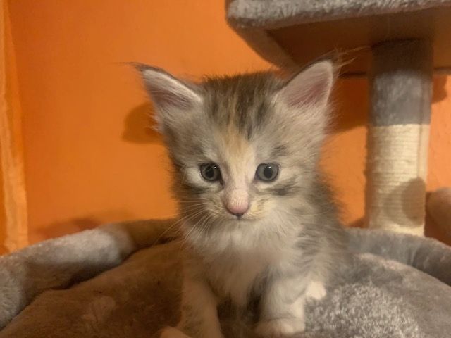Reinrassige Main Coon Kitten