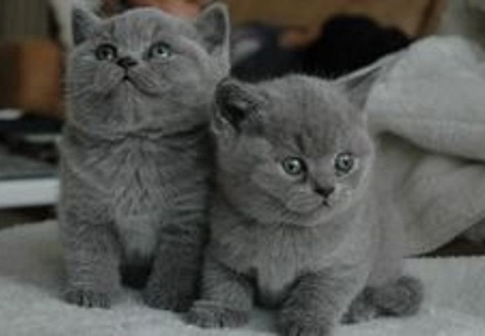 Britisch Kurzhaar Kitten mit Papieren