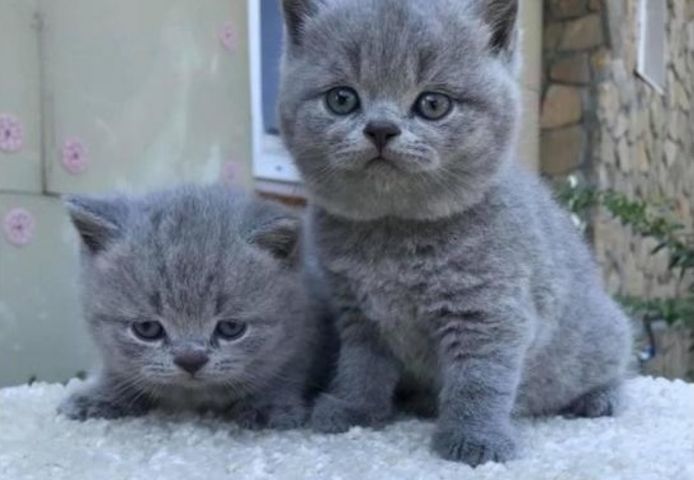BKH Katzenbabys (Britisch Kurzhaar Kätzchen)