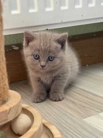 Noch 3 süße BKH Kitten suchen ab Anfang September ein neues zu Hause!