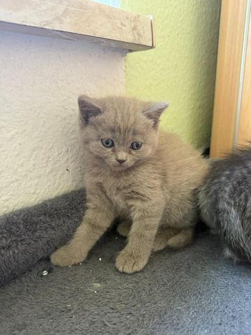 Noch 3 süße BKH Kitten suchen ab Anfang September ein neues zu Hause!