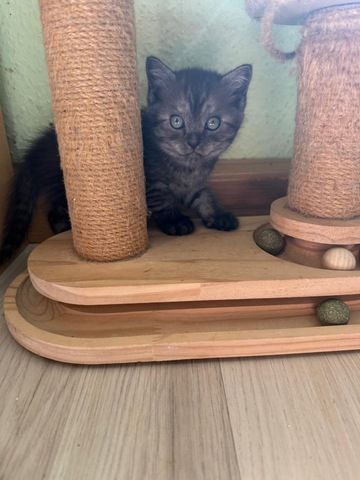 Noch 3 süße BKH Kitten suchen ab Anfang September ein neues zu Hause!