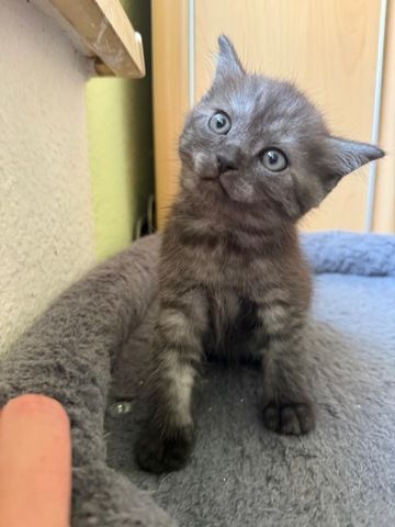Noch 3 süße BKH Kitten suchen ab Anfang September ein neues zu Hause!