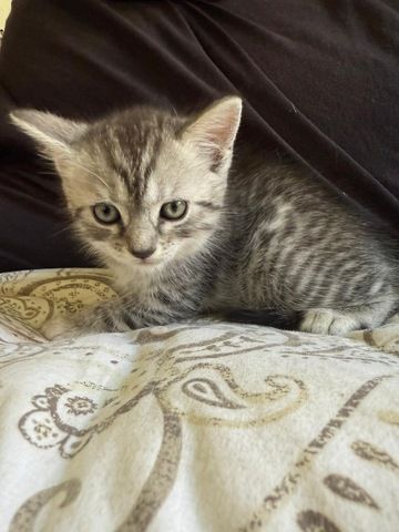 Noch 3 süße BKH Kitten suchen ab Anfang September ein neues zu Hause!