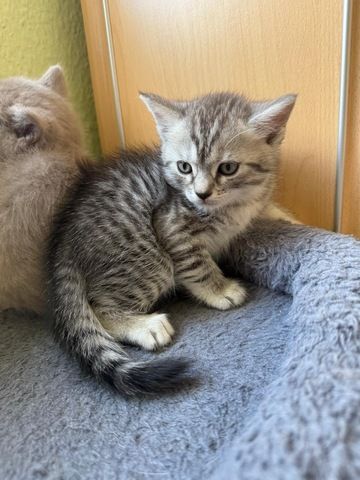 Noch 3 süße BKH Kitten suchen ab Anfang September ein neues zu Hause!
