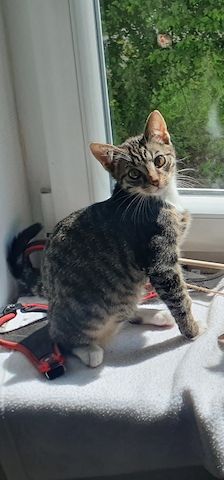 Junger sehr verspielter Kater sucht liebevolles Zuhause