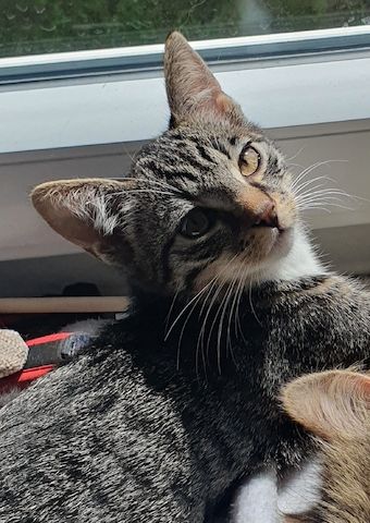 Junger sehr verspielter Kater sucht liebevolles Zuhause