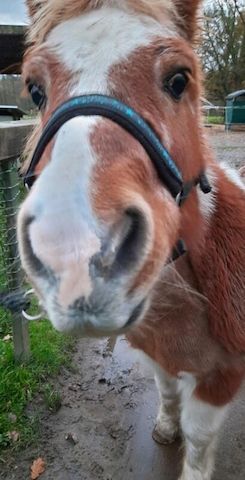 Zeit mit Pferd (Shetty Pflegebeteiligung)