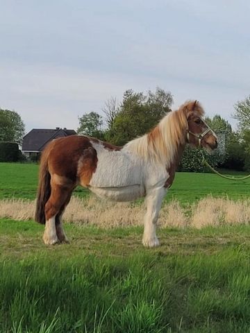 Zeit mit Pferd (Shetty Pflegebeteiligung)
