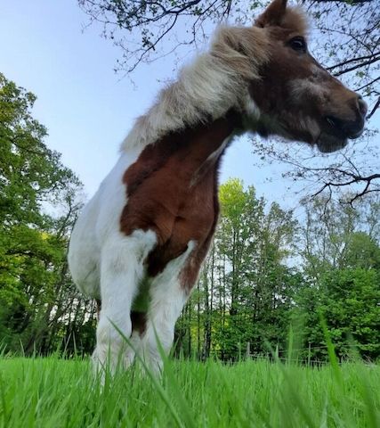 Zeit mit Pferd (Shetty Pflegebeteiligung)