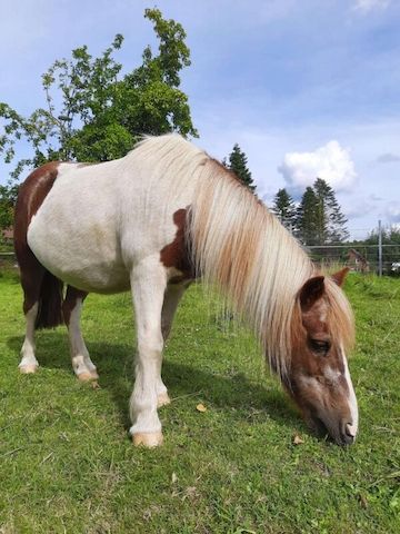 Zeit mit Pferd (Shetty Pflegebeteiligung)