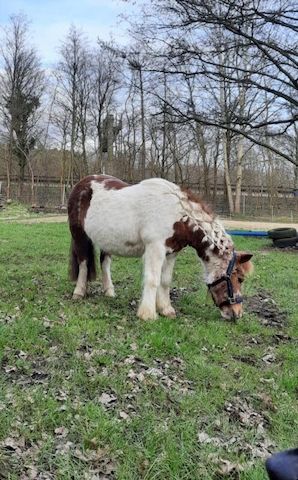Zeit mit Pferd (Shetty Pflegebeteiligung)