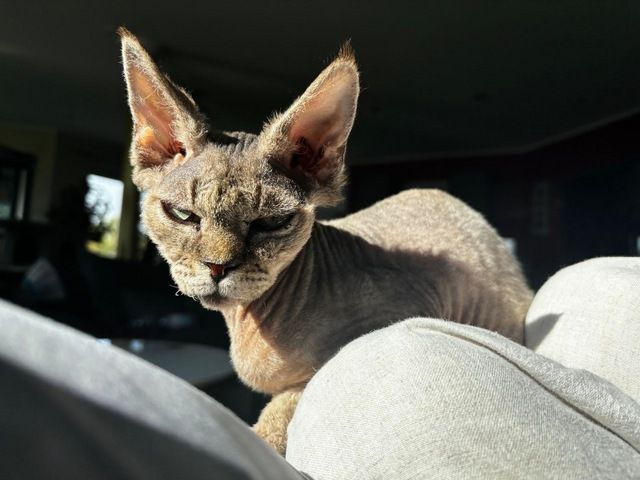 Devon Rex Sphinx Mix