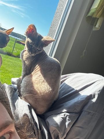 Devon Rex Sphinx Mix