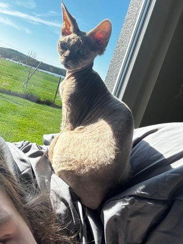 Devon Rex Sphinx Mix